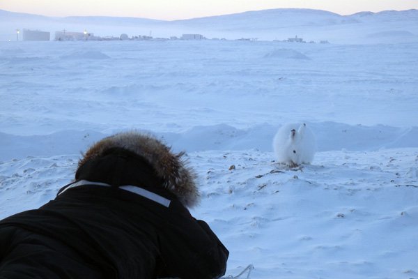 Arctic Hares