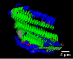 Nonlinear Spectroscopy and Medical Imaging