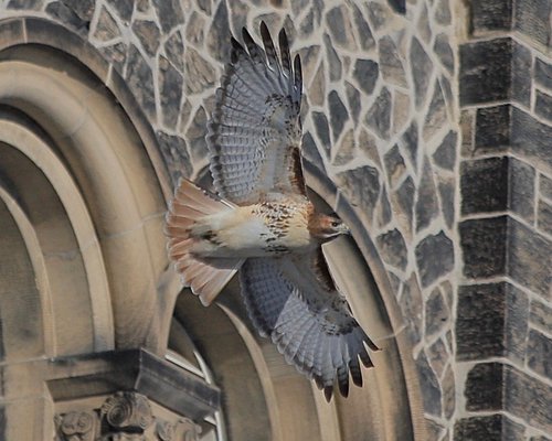 UC eagle Aephraim Steinberg