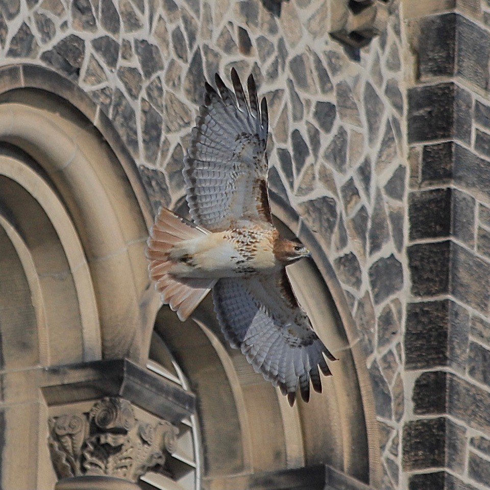 UC eagle Aephraim Steinberg