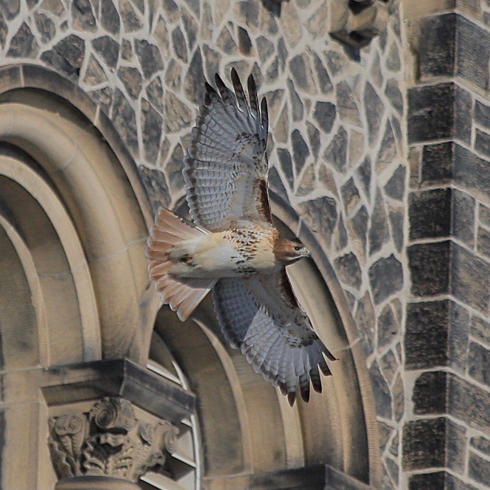 UC eagle Aephraim Steinberg